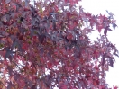 Liquidambar styraciflua "Festival"