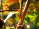 Liquidambar styraciflua "Golden Sun"