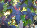 Liquidambar styraciflua "Golden Sun"