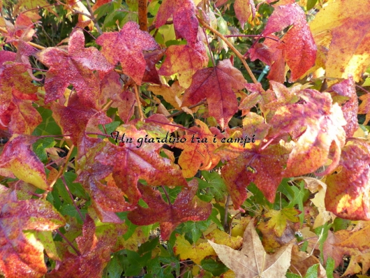 Liquidambar styraciflua "Golden Sun"