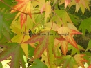 Liquidambar styraciflua "Andrew Hewson"