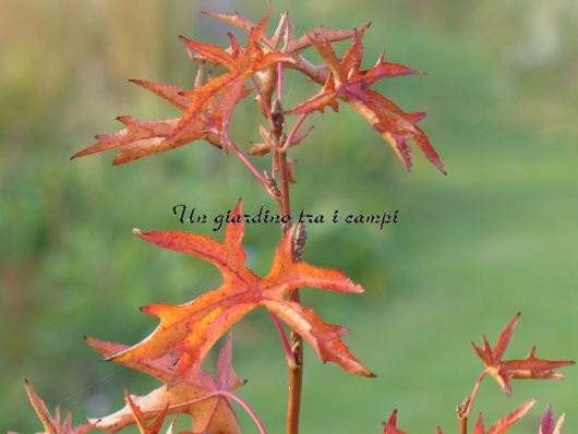 Liquidambar styraciflua "Kia"