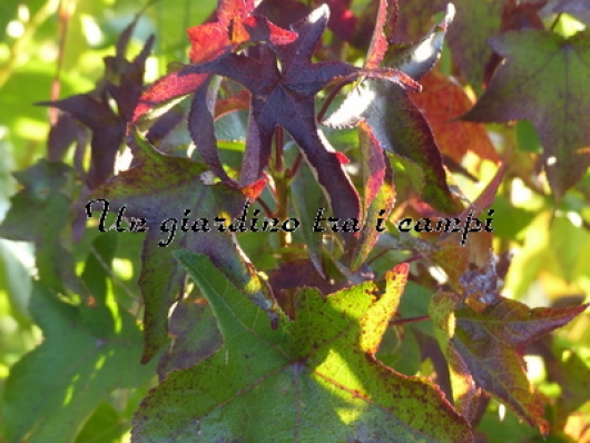 Liquidambar styraciflua "Oconee"