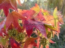 Liquidambar styraciflua "Oktoberglut"