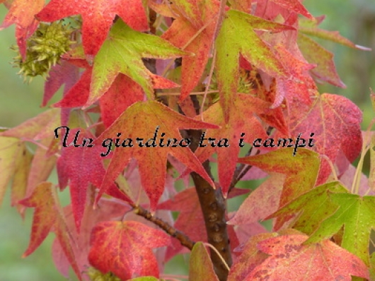 Liquidambar styraciflua "Oktoberglut"