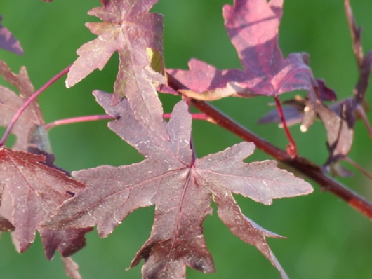 Liquidambar orientalis "Ann Spencer"