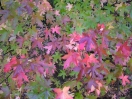 Liquidambar orientalis