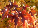 Liquidambar orientalis