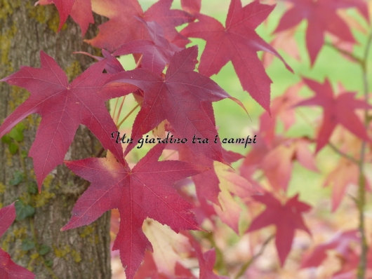 Liquidambar styraciflua "Palo Alto"