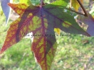 Liquidambar styraciflua "Pendula"