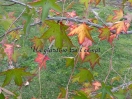 Liquidambar styraciflua "Pendula"