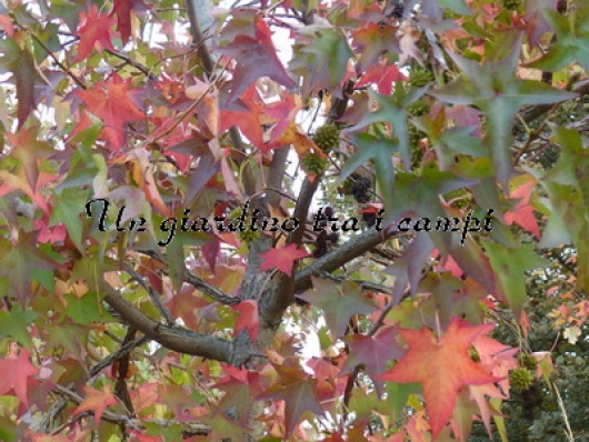 Liquidambar styraciflua "Pendula"