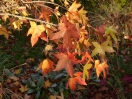 Liquidambar styraciflua "Pendula"