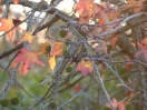 Liquidambar styraciflua "Pendula"