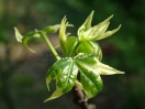 Liquidambar styraciflua "Silver King"