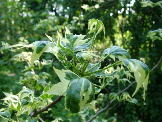 Liquidambar styraciflua "Silver King"