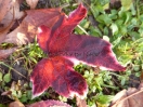 Liquidambar styraciflua "Silver King"