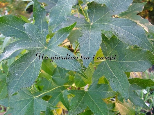 Liquidambar styraciflua "Slender Silhouette"