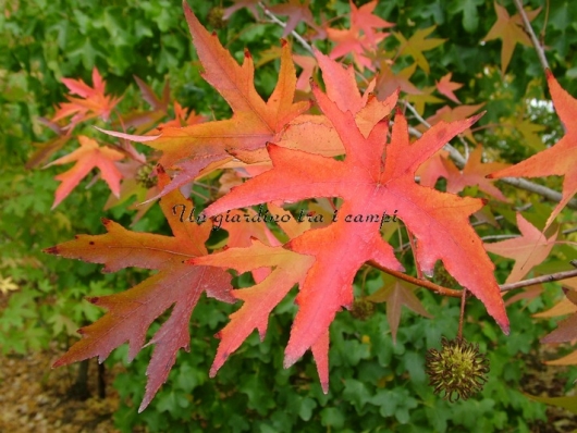 Liquidambar styraciflua "Stared"