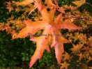 Liquidambar styraciflua "Stared"