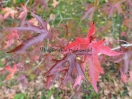 Liquidambar styraciflua "Stared"