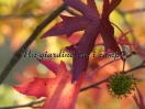 Liquidambar styraciflua "Stared"