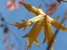 Liquidambar styraciflua "Stella"