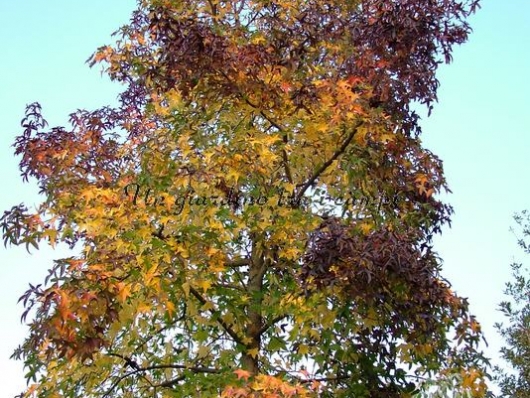 Liquidambar styraciflua