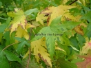 Liquidambar styraciflua "Thea"