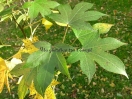 Liquidambar styraciflua "Thea"