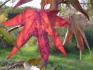 Liquidambar styraciflua "Thea"