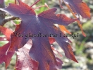 Liquidambar styraciflua "Thea"