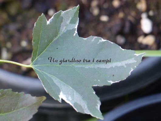 Liquidambar styraciflua "White Star"