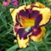 Hemerocallis N-O-P-Q