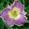 Hemerocallis L