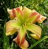 Hemerocallis M