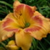 Hemerocallis A