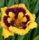 Hemerocallis D-E (102)