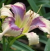 Collezione Hemerocallis