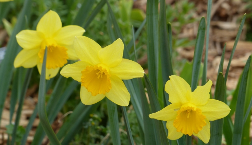 Ellebori e narcisi