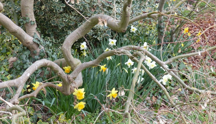 Ellebori e narcisi