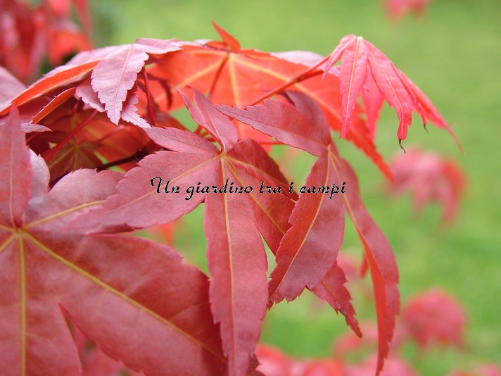 Acer palmatum Deshoijoh