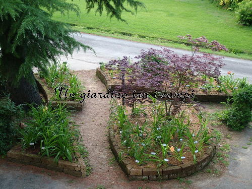 Hemerocallis in giardino